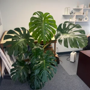 Monstera Plant, Monstera Deliciosa Plant, House Plant, Monstera Plant Live 4 Inches Pot