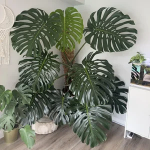 Monstera Plant Live, Indoor Monstera Plant, Live Monstera Deliciosa Plant Potted From 4 Inches Tall