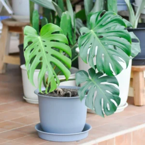 Monstera Plant, Monstera Deliciosa Plant, House Plant, Monstera Plant Live 4 Inches Pot