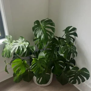 Monstera Plant, Monstera Deliciosa Plant, House Plant, Monstera Plant Live 4 Inches Pot