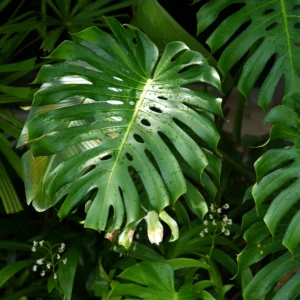 Monstera Plant, Monstera Deliciosa Plant, House Plant, Monstera Plant Live 4 Inches Pot