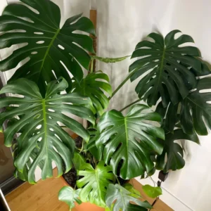 Monstera Plant, Monstera Deliciosa Plant, House Plant, Monstera Plant Live 4 Inches Pot