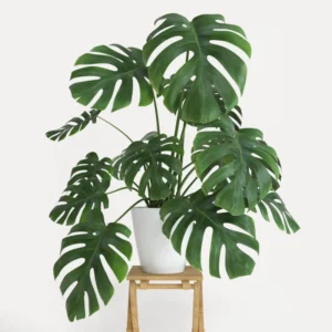 Monstera Deliciosa Live Plant, Live Monstera Plant Indoor In 4 Inches Pot Houseplant, Indoor Plant