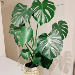 Monstera Deliciosa Live Plant, Live Monstera Plant Indoor In 4 Inches Pot Houseplant, Indoor Plant