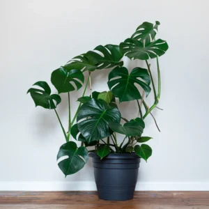 Monstera Deliciosa Live Plant, Live Monstera Plant Indoor In 4 Inches Pot Houseplant, Indoor Plant