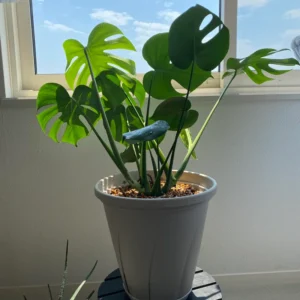 Monstera Deliciosa Live Plant, Live Monstera Plant Indoor In 4 Inches Pot Houseplant, Indoor Plant