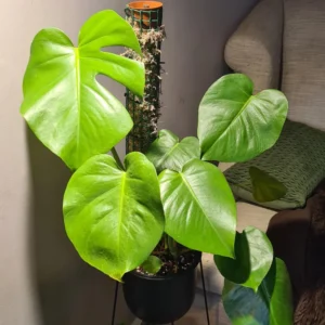 Monstera Deliciosa Live Plant, Live Monstera Plant Indoor In 4 Inches Pot Houseplant, Indoor Plant