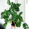 Monstera Adansonii Live Plant, Swiss Cheese Plant, Monstera Adansonii Swiss Cheese Vine Live Plant In 4 Inch Pot