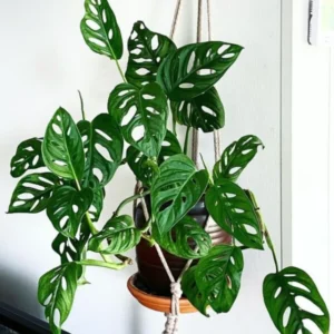 Monstera Adansonii Live Plant, Swiss Cheese Plant, Monstera Adansonii Swiss Cheese Vine Live Plant In 4 Inch Pot