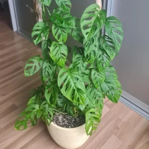 Monstera Adansonii Live Plant, Swiss Cheese Plant, Monstera Adansonii Swiss Cheese Vine Live Plant In 4 Inch Pot