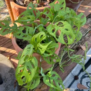 Monstera Adansonii Live Plant, Swiss Cheese Plant, Monstera Adansonii Swiss Cheese Vine Live Plant In 4 Inch Pot