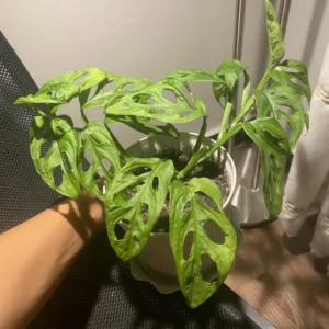 Monstera Adansonii Live Plant, Swiss Cheese Plant, Monstera Adansonii Swiss Cheese Vine Live Plant In 4 Inch Pot