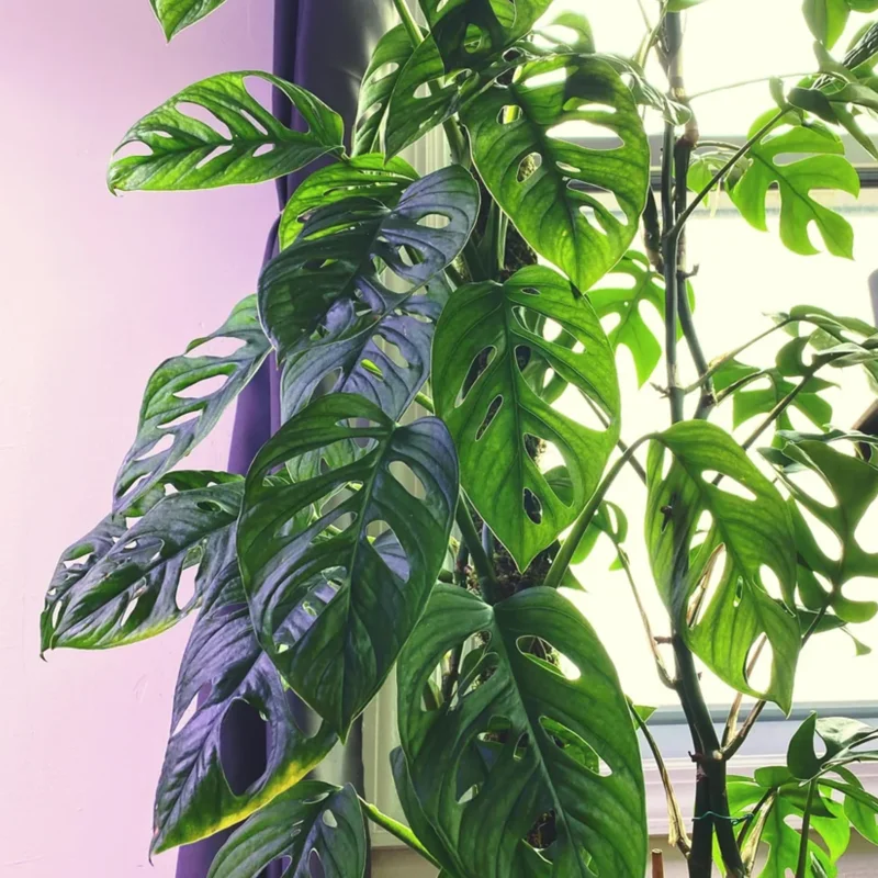 Swiss Cheese Plant Live, Swiss Cheese Plant Live Indoor, Live Monstera Plant, Indoor Plant Monstera Potted