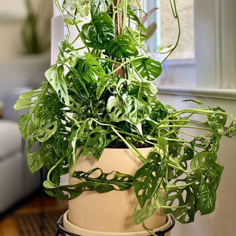 Swiss Cheese Plant Live, Swiss Cheese Plant Live Indoor, Live Monstera Plant, Indoor Plant Monstera Potted