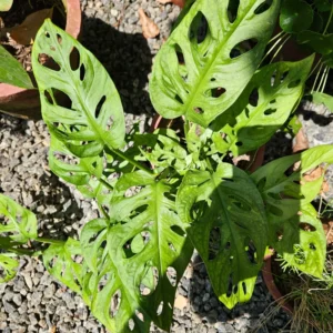 Swiss Cheese Monstera Plant Live Large 4 Inches Pot, Monstera Live Plant, Rare Monstera Plant Live, Live Swiss Cheese Plant