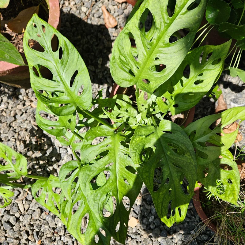 Swiss Cheese Monstera Plant Live Large 4 Inches Pot, Monstera Live Plant, Rare Monstera Plant Live, Live Swiss Cheese Plant
