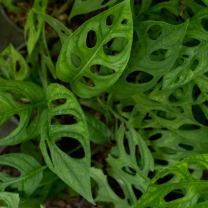 Swiss Cheese Monstera Plant Live Large 4 Inches Pot, Monstera Live Plant, Rare Monstera Plant Live, Live Swiss Cheese Plant