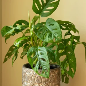 Swiss Cheese Monstera Plant Live Large 4 Inches Pot, Monstera Live Plant, Rare Monstera Plant Live, Live Swiss Cheese Plant