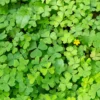 Oxalis Plant, Shamrock Plant Live, Small Shamrock Plant Potted