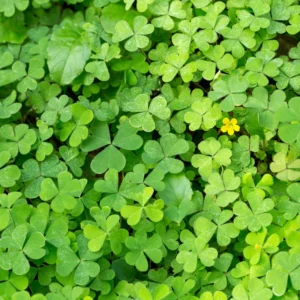 Oxalis Plant, Shamrock Plant Live, Small Shamrock Plant Potted