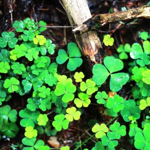Oxalis Plant, Shamrock Plant Live, Small Shamrock Plant Potted