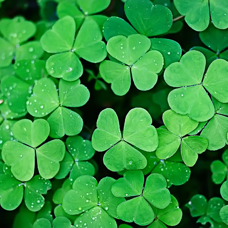 Oxalis Live Plant, Shamrock Plant, Shamrock Plant Live In Pot