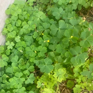 Oxalis Live Plant, Shamrock Plant, Shamrock Plant Live In Pot