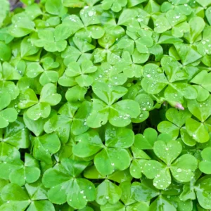 Oxalis Live Plant, Shamrock Plant, Shamrock Plant Live In Pot