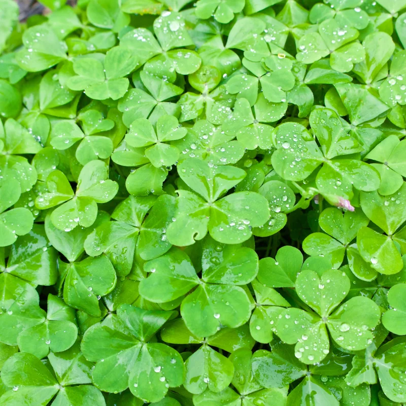 Oxalis Live Plant, Shamrock Plant, Shamrock Plant Live In Pot