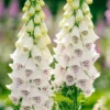 6 Foxglove Plants, Foxglove Seedlings, Foxglove Plants Live, Foxglove Perennial Plants