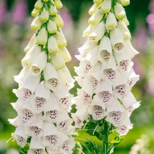 6 Foxglove Plants, Foxglove Seedlings, Foxglove Plants Live, Foxglove Perennial Plants