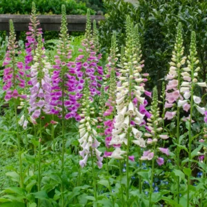 6 Foxglove Plants, Foxglove Seedlings, Foxglove Plants Live, Foxglove Perennial Plants
