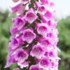 6 Foxglove Plants Perennial, Foxgloves Flowers Plants, Starter Foxglove Plants For Planting Outdoors