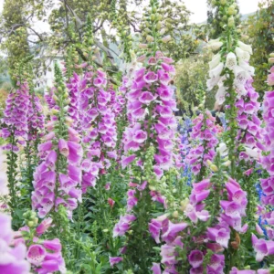 6 Foxglove Plants Perennial, Foxgloves Flowers Plants, Starter Foxglove Plants For Planting Outdoors