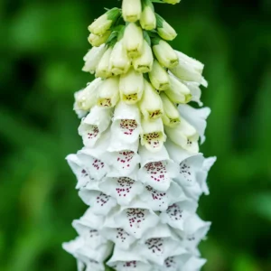 6 Foxglove Plants Perennial, Foxgloves Flowers Plants, Starter Foxglove Plants For Planting Outdoors