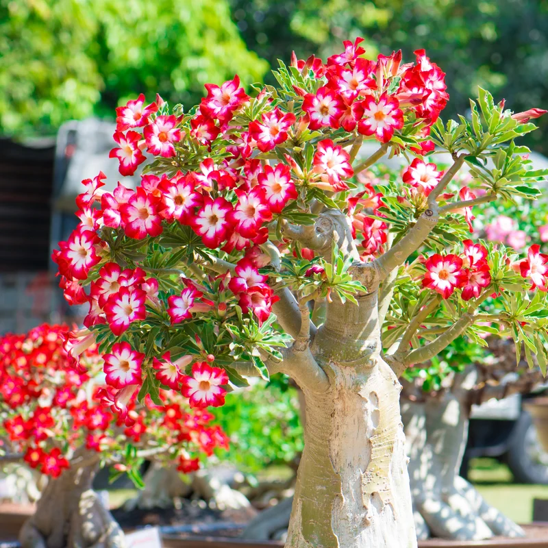 Adenium Plant, Adenium Desert Rose Plant Live, Desert Rose Plant Live, Desert Rose Flower Plant 2 Inches Potted