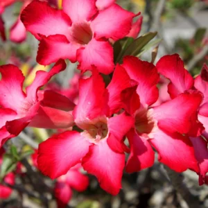 Adenium Plant, Adenium Desert Rose Plant Live, Desert Rose Plant Live, Desert Rose Flower Plant 2 Inches Potted