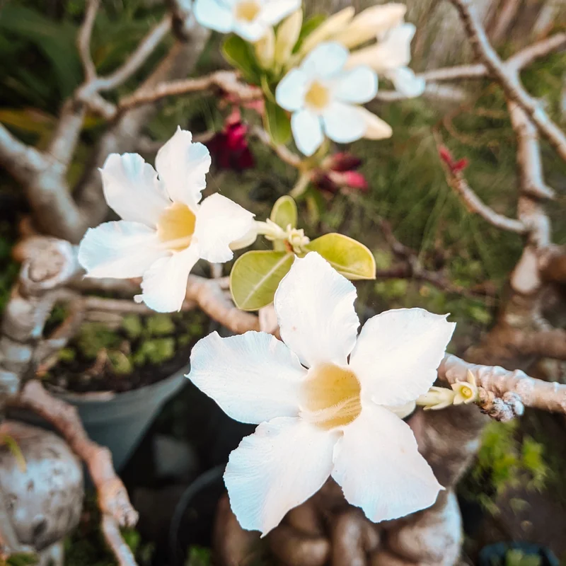 Adenium Plant, Adenium Desert Rose Plant Live, Desert Rose Plant Live, Desert Rose Flower Plant 2 Inches Potted