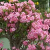 Adenium Plant, Adenium Desert Rose Plant Live, Desert Rose Plant Live, Desert Rose Flower Plant 2 Inches Potted