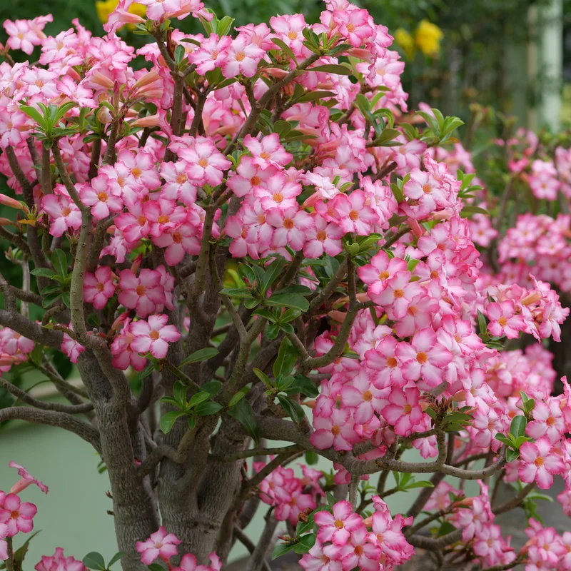 Adenium Plant, Adenium Desert Rose Plant Live, Desert Rose Plant Live, Desert Rose Flower Plant 2 Inches Potted