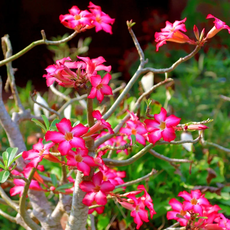 Adenium Plant, Adenium Desert Rose Plant Live, Desert Rose Plant Live, Desert Rose Flower Plant 2 Inches Potted