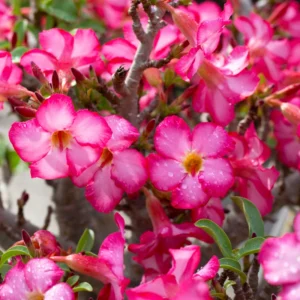 Adenium Plant Live, Desert Rose Plant, Desert Rose Plant Live In 4 Inches Flower Pot, Succulent Plant Live Outdoor