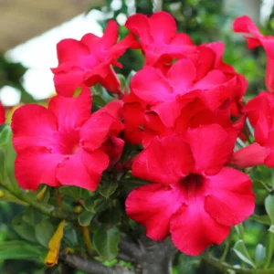 Adenium Plant Live, Desert Rose Plant, Desert Rose Plant Live In 4 Inches Flower Pot, Succulent Plant Live Outdoor