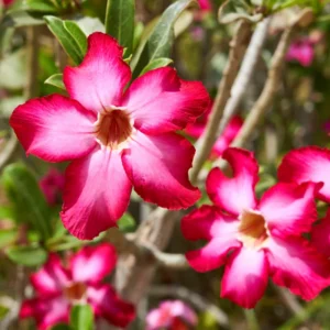 Adenium Plant Live, Desert Rose Plant, Desert Rose Plant Live In 4 Inches Flower Pot, Succulent Plant Live Outdoor
