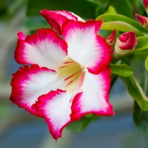 Adenium Plant Live, Desert Rose Plant, Desert Rose Plant Live In 4 Inches Flower Pot, Succulent Plant Live Outdoor
