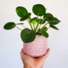 Pilea Peperomioides Plant Live, House Plant Potted, Live Indoor House Plant, Outdoor House Plant