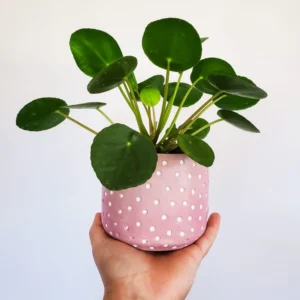 Pilea Peperomioides Plant Live, House Plant Potted, Live Indoor House Plant, Outdoor House Plant