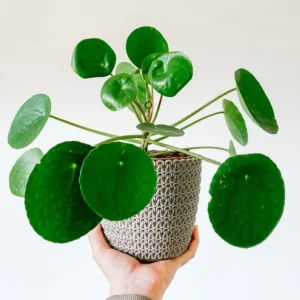 Pilea Peperomioides Plant Live, House Plant Potted, Live Indoor House Plant, Outdoor House Plant