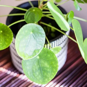 Pilea Peperomioides Plant Live, House Plant Potted, Live Indoor House Plant, Outdoor House Plant