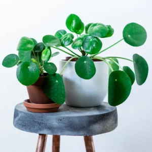Pilea Peperomioides Plant, House Plant Indoors Live, House Indoor Plant In Pot